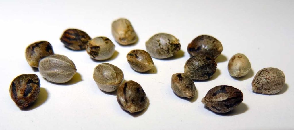 How to Identify and Select the Right Feminized Cannabis Seeds?